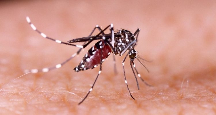 Ilustrasi-nyamuk-aedes-aegypti--(Dok.-Halodoc)