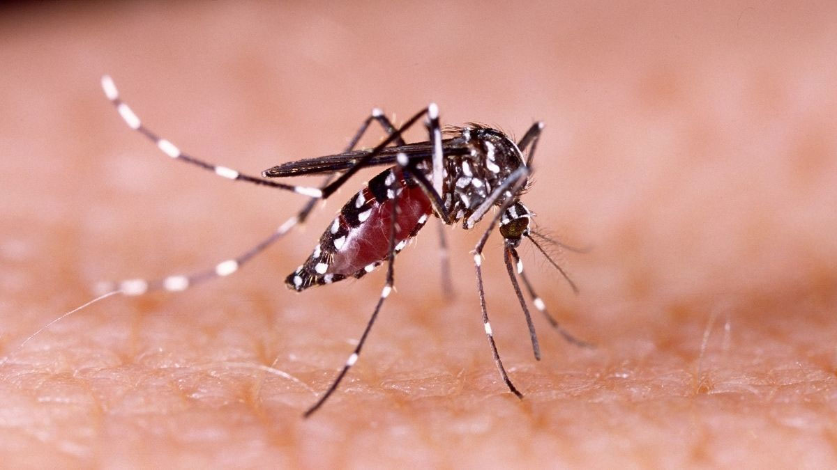 Ilustrasi-nyamuk-aedes-aegypti--(Dok.-Halodoc)