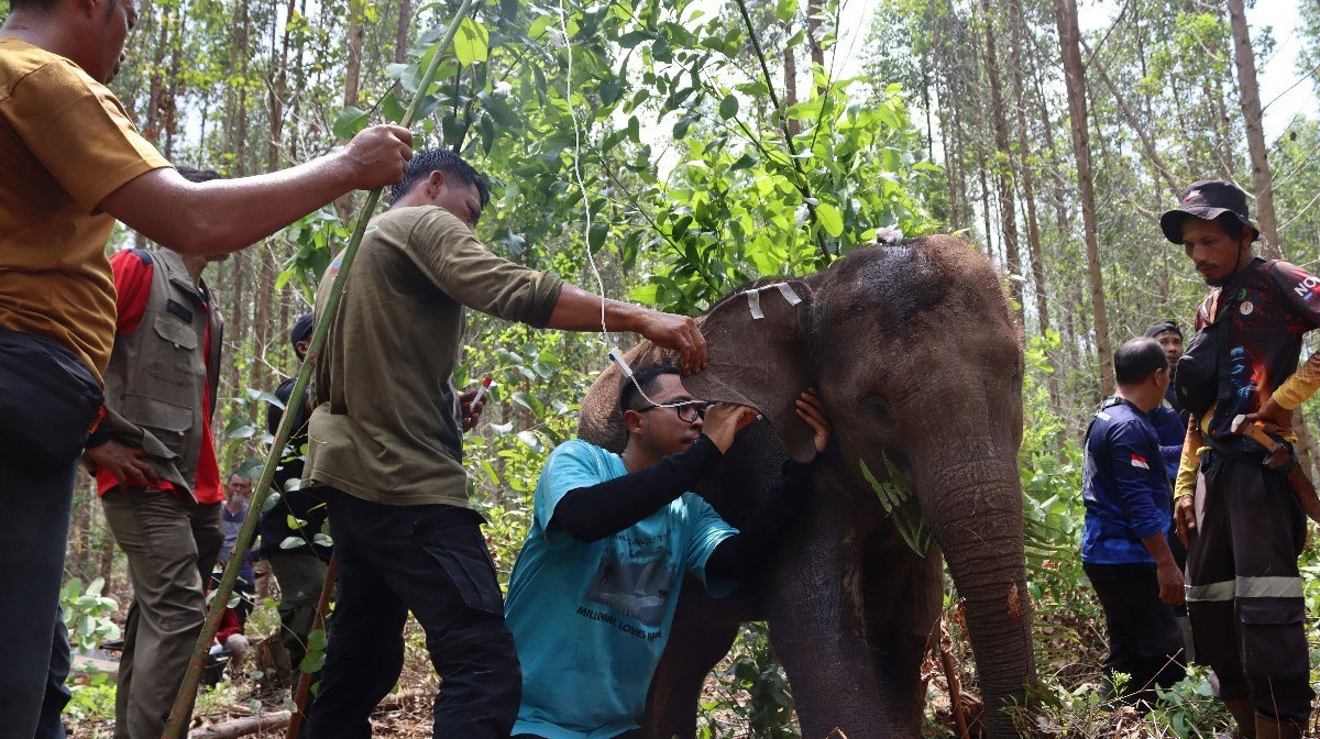 Balai-Besar-Konservasi-Sumber-Daya-Alam-(BBKSDA)-dan-tim-gabungan-melakukan-pemyelamatan-anak-gajah-liar.-(Dok.-Riau-Aktual)