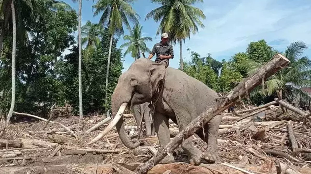 Gajah-Sumatera-dikerahkan-untuk-membantu-membersihkan-tumpukan-batang-pohon-sisa-bencana-di-Aceh-(Dok.-Kementrian-Kehutanan)