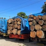 Kayu-Gelondongan-yang-siap-diikirim-(Dok.-Riau-media-Center)