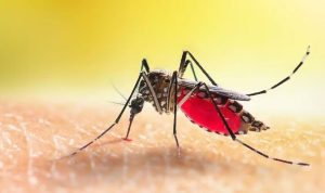 Ilustrasi-Nyamuk-Malaria-(Dok.-Antara)