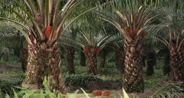 Perkebunan-Sawit-(Dok.-CNBC)