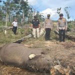 Kematian-anak-gajah-Sumatera-di-kawasan-Taman-Nasional-Tesso-Nilo-(TNTN).-(Dok.-Riau-Aktual)