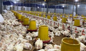 Ilustrasi-peternakan-ayam-potong-(Dok.-Antara)
