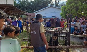 Beruang-Madu-yang-Resahkan-Warga-Kerumutan-Berhasil-Dievakuasi.-(Dok.-Riau-Aktual)