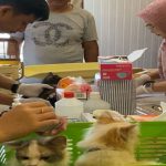 Pengobatan-Hewan-Gratis-Jadi-Daya-Tarik-HUT-ke-242-Pekanbaru-di-Bukit-Raya,-Lebih-300-Hewan-Terdaftar-(Dok.-Cakaplah)