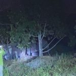 Seekor-gajah-liar-membuat-warga-Kelurahan-Muara-Fajar,-Kecamatan-Rumbai,-Kota-Pekanbaru-(Dok.-Riau-AKtual)