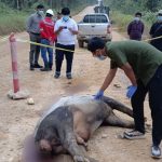 Seekor-tapir-antan-dewasa-ditemukan-mati-di-jalan-koridor-areal-PBPH-PT-RAPP-Estate-Baserah.-(Dok.-Riau-Aktual)