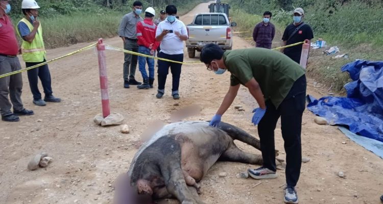Seekor-tapir-antan-dewasa-ditemukan-mati-di-jalan-koridor-areal-PBPH-PT-RAPP-Estate-Baserah.-(Dok.-Riau-Aktual)