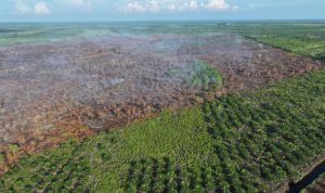 Asap-Karhutla-Pematang-Pudu-Mulai-Hilang,-Manggala-Agni-Lanjutkan-Mopping-Up-(Dok.-Riau-Aktual)
