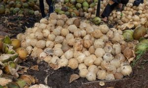Ilustrasi-kelapa-yang-sudah-dipanen-(Dok.-Riaupos)
