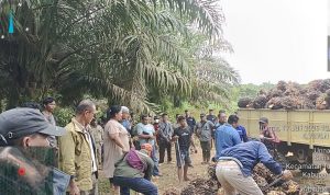 Manajemen,-tim-pengamanan,-dan-karyawan-Kebun-Sei-Berlian-PTPN-IV-Regional-III-saat-berhadapan-dengan-oknum-pelaku-panen-liar-di-Kebun-Sei-Berlian.-(Dok.-Riau-Aktual)