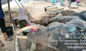 Berjuang-34-Hari-Lawan-Sakit,-Gajah-Binaan-BBKSDA-Riau-Jovi-Meninggal-Dunia-(Dok.-Riau-Aktual)