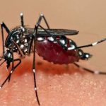 Nyamuk-Aedes-Aegypti-yang-menularkan-DBD-(Dok.-Alodokter)