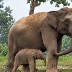 Bayi-Gajah-dari-Lisa-Lahir-di-TNTN-Pelalawan.-(Dok.-TNTN)