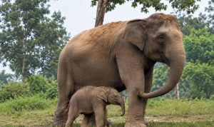 Bayi-Gajah-dari-Lisa-Lahir-di-TNTN-Pelalawan.-(Dok.-TNTN)
