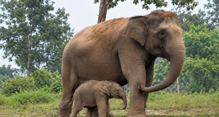 Bayi-Gajah-dari-Lisa-Lahir-di-TNTN-Pelalawan.-(Dok.-TNTN)