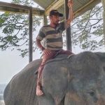 Diego,-Gajah-Penyambutan-Tamu-di-PLG-Minas-Mati-di-Usia-17-Tahun-(Dok.-Cakaplah)
