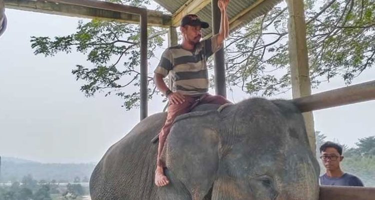 Diego,-Gajah-Penyambutan-Tamu-di-PLG-Minas-Mati-di-Usia-17-Tahun-(Dok.-Cakaplah)