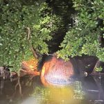 Paus-4-Ton-Terdampar-Jadi-Bangkai-di-Hutan-Mangrove-Inhil-(Dok.-Riau-Media-Center)