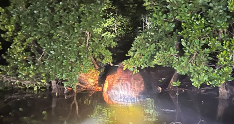 Paus-4-Ton-Terdampar-Jadi-Bangkai-di-Hutan-Mangrove-Inhil-(Dok.-Riau-Media-Center)