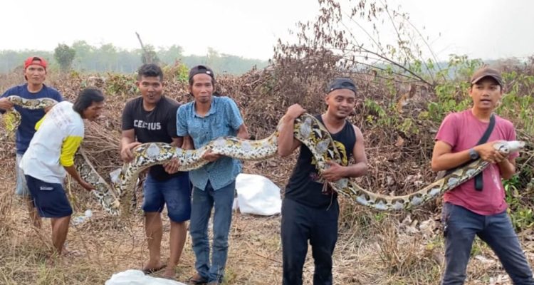 Piton-7-Meter-Ditemukan-Jaga-Puluhan-Telur-di-Kebun-Karet-Kampar-(Dok.-Riau-Aktual)